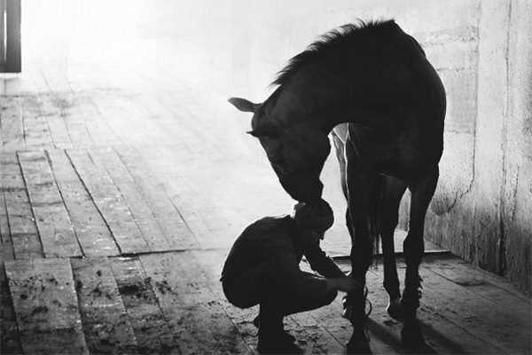 A girl puts on leg wraps while her horse touches her on the head with his nose, standing in the stable.