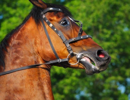 How We Ignore Our Horse’s Fear