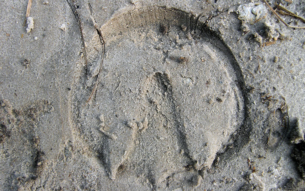 Horse's hoofprint left in the sand.