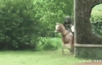 A palomino horse gallops into a tree, causing his rider to fall off.