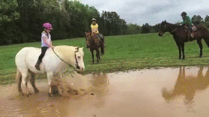 A pony lays down in muddy water, throwing his rider into the water.