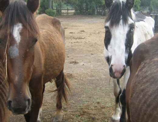 Horses abused through neglect and starvation, stand in a dry lot looking at the camera.