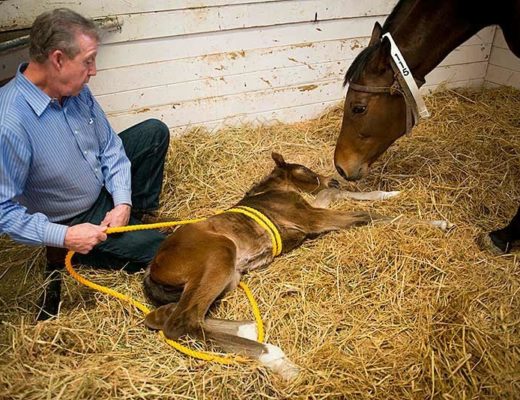 Link Between Autism and Dummy Foal Syndrome?