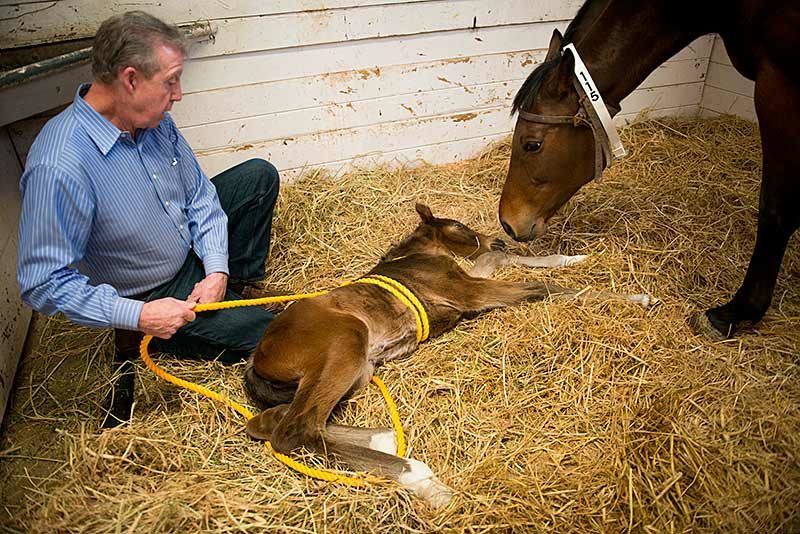 Foals born with neonatal maladjustment syndrome at UC Davis are part of research into connections with Autism in humans.