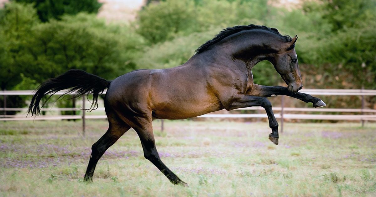 Uron, warmblood stallion is reaching high while cantering through a green pasture.