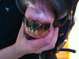 Three cribbing rings placed in the horse's gums to prevent cribbing.