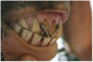 Horse's mouth showing two cribbing rings pierced into the gums of the mouth.