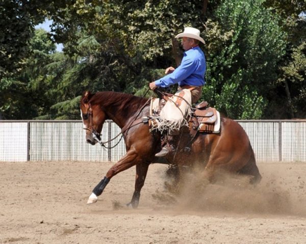 Monty Roberts riding a horse in sliding stop.