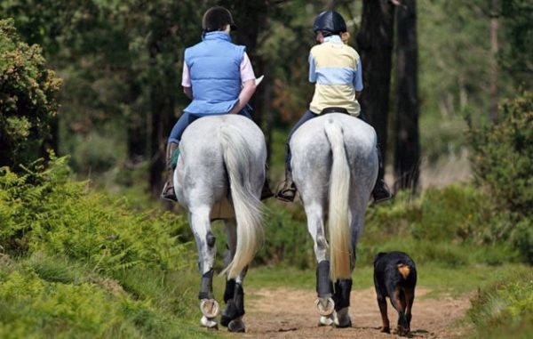 Two riders take their horses out for a hack with their dog.